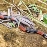 Broadhead Ground Snake Atractus latifrons