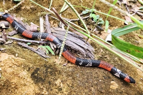 Broadhead Ground Snake Atractus latifrons