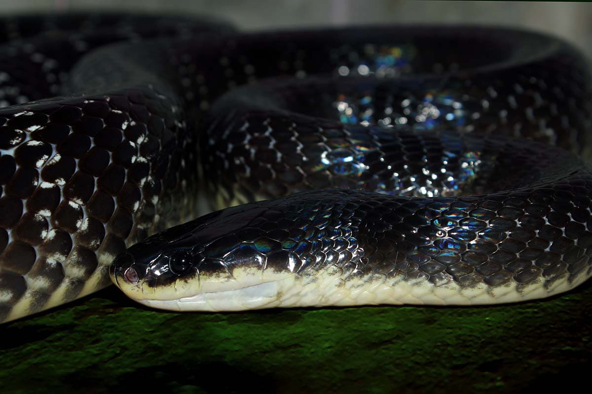 Bungarus sindanus sind krait asia