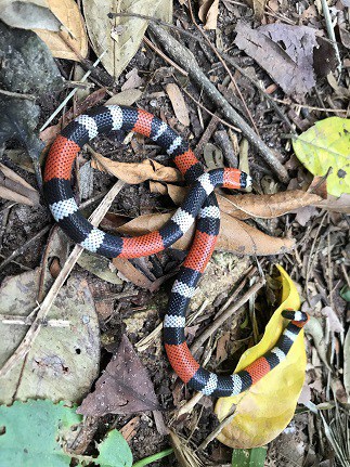 Caatinga Coralsnake Micrurus ibiboboca brazil