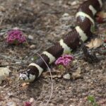 California Kingsnake AKA Lampropeltis californiae