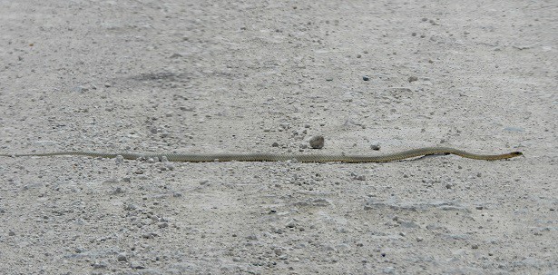 Coachwhip Masticophis flagellum longest usa snake