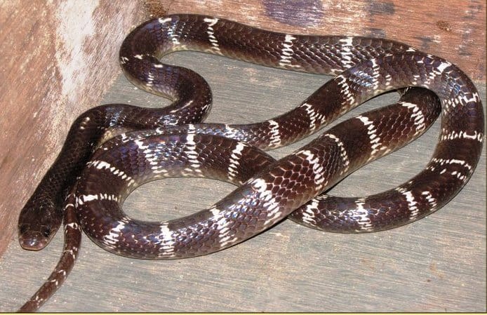 Common Indian Krait Bungarus caeruleus