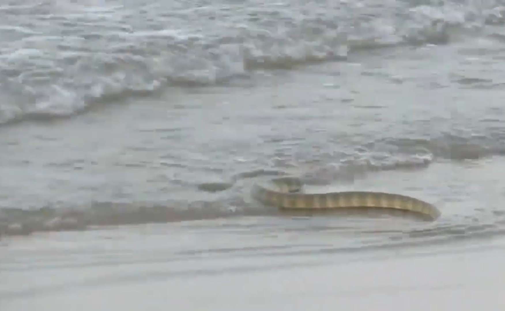 Common Seasnake Hydrophis schistosus beach