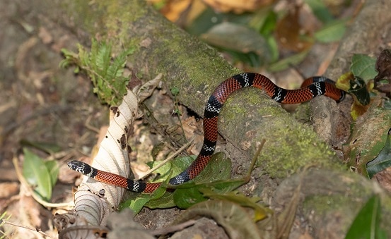 Coral Snake Mimic Erythrolamprus bizona