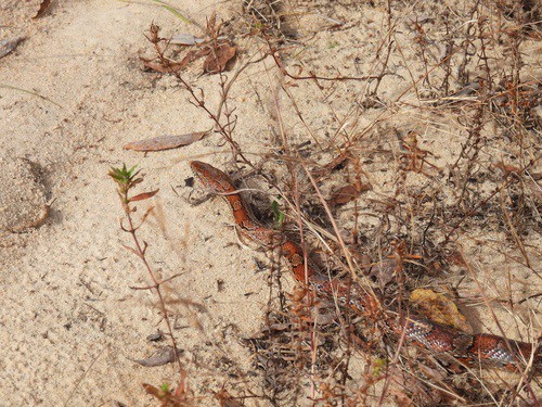 Corn Snake (Pantherophis guttatus) beach