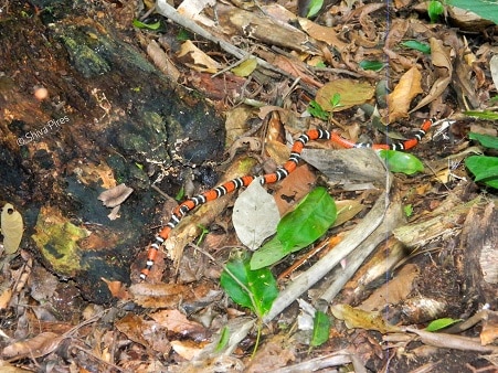 Decorated Coralsnake Micrurus decoratus brazil