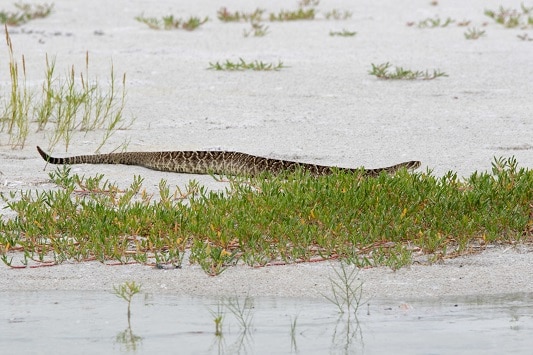 Eastern Diamondback Crotalus adamanteus beaches