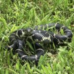 Eastern Kingsnake Lampropeltis getula usa