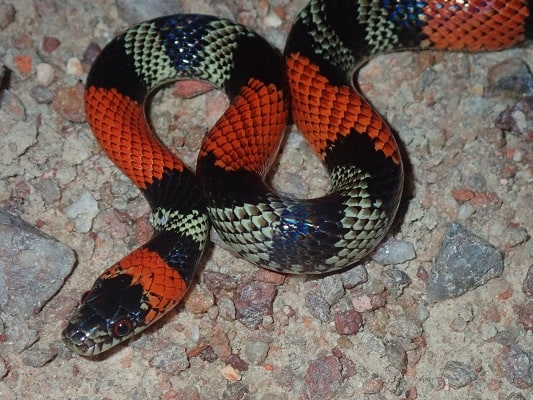 False Coral Snake Oxyrhopus trigeminus