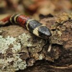 False Coral Snake (Pliocercus elapoides)