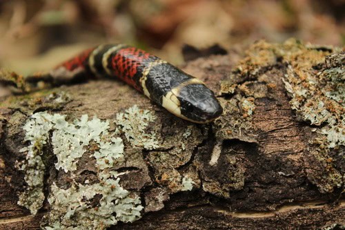 False Coral Snake (Pliocercus elapoides)