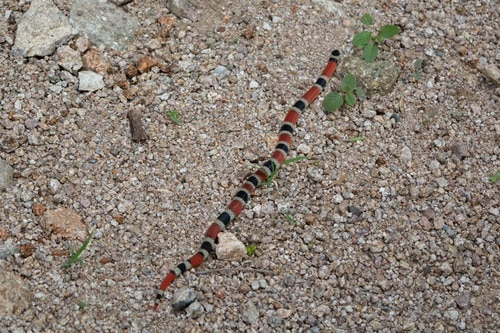 Filetail Ground Snake (Sonora aemula)