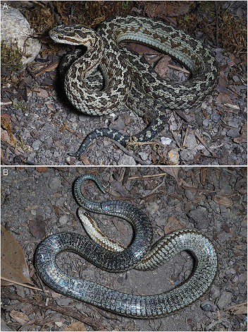 Gloydius lateralis new venomous snake