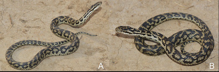 Gloydius lipipengi nuijang pitviper