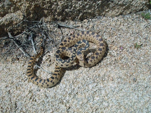 Gopher Snake Pituophis catenifer deserticola