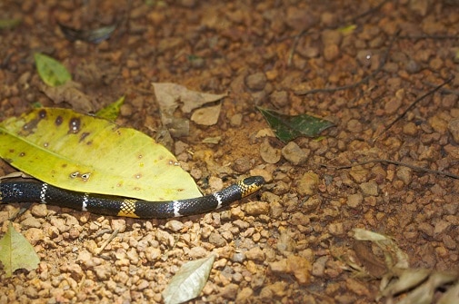 Hemprich's Coralsnake, Micrurus hemprichii brazil