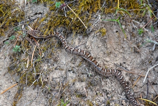 Himalayan Pitviper, Gloydius himalayanus