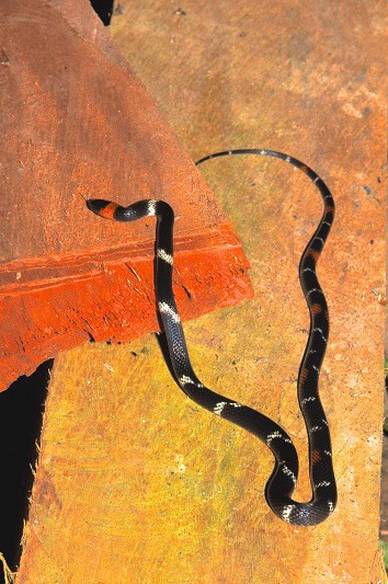 Impostor Flame-Snake Oxyrhopus vanidicus