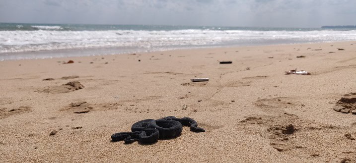 Little File Snake (Acrochordus granulatus) beach