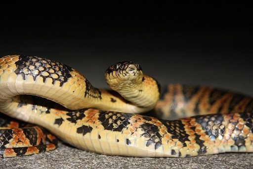 Loo-Choo big tooth Snake (Lycodon semicarinatus)