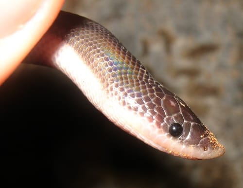 Loxocemus bicolor beach snake mexico