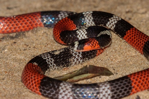 Paraíba Coralsnake Micrurus potyguara brazil