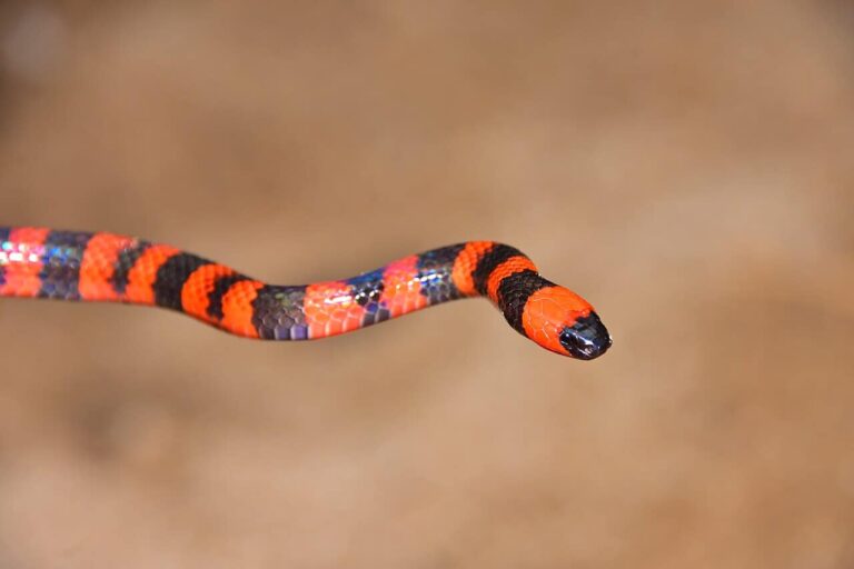 7 Venomous Snakes Found Only On One Island - Snake Radar