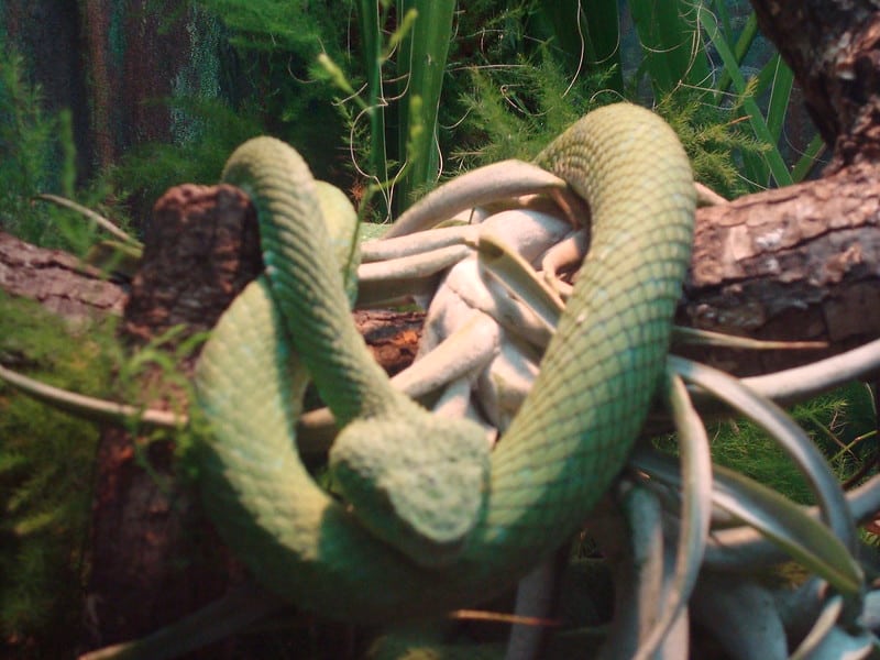 Rowley's Palm Pitviper Bothriechis rowleyi