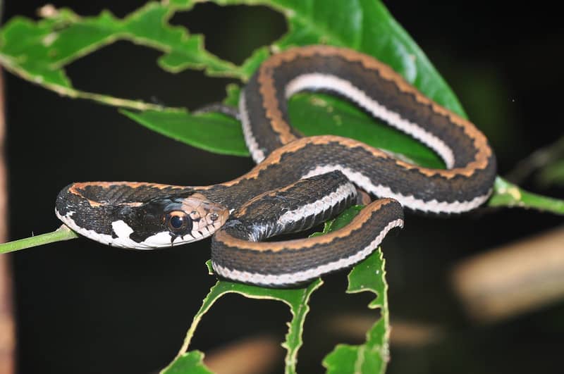 Sahul Keelback (Rhabdophis chrysargoides)