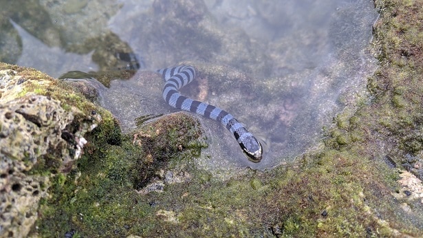 Sea Krait Laticauda colubrina beach