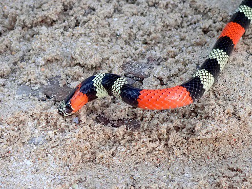 Short-tail Coralsnake Micrurus brasiliensis