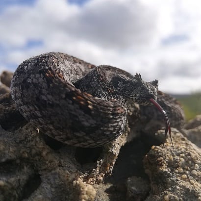 Southern Adder Bitis armata africa