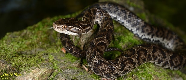 Tsushima Island Pitviper Gloydius tsushimaensis