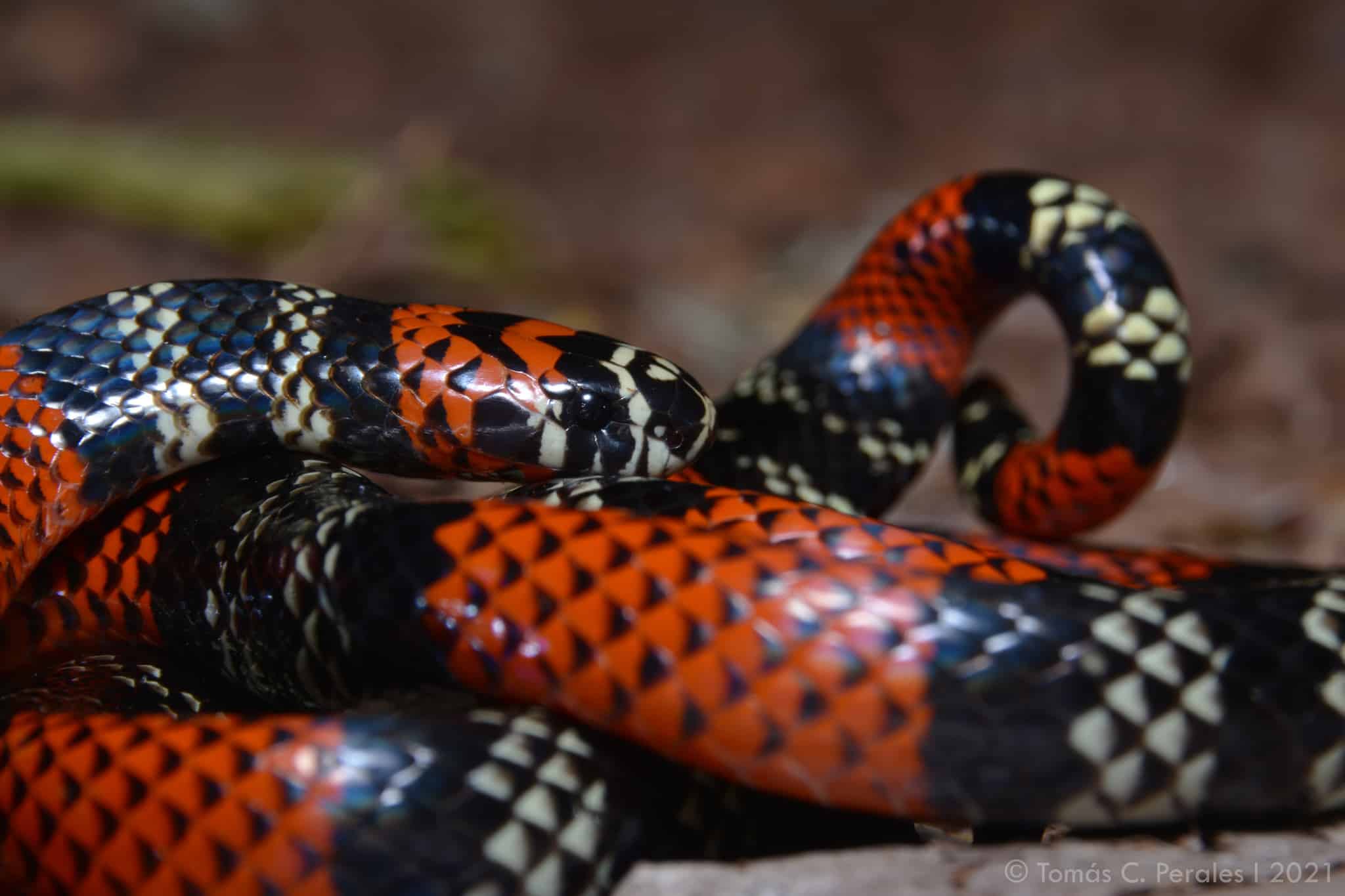 Uruguayan Coralsnake Micrurus altirostris brazil