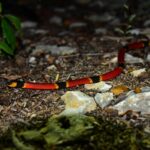 Variable Coralsnake Micrurus diastema danger