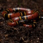 Variegated False Coral Snake Pliocercus elapoides