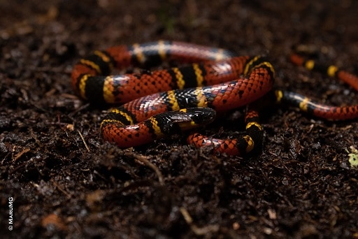 Variegated False Coral Snake Pliocercus elapoides