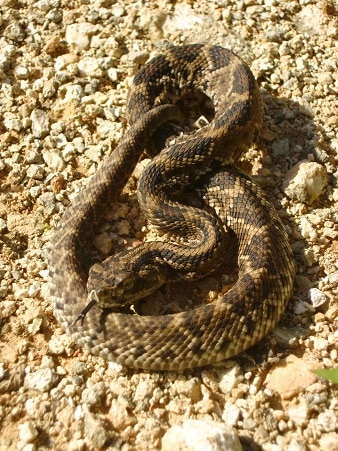 Yucatán Neotropical Rattlesnake - Crotalus tzabcan