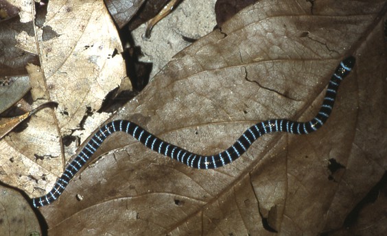 annellated coral snake Micrurus annellatus