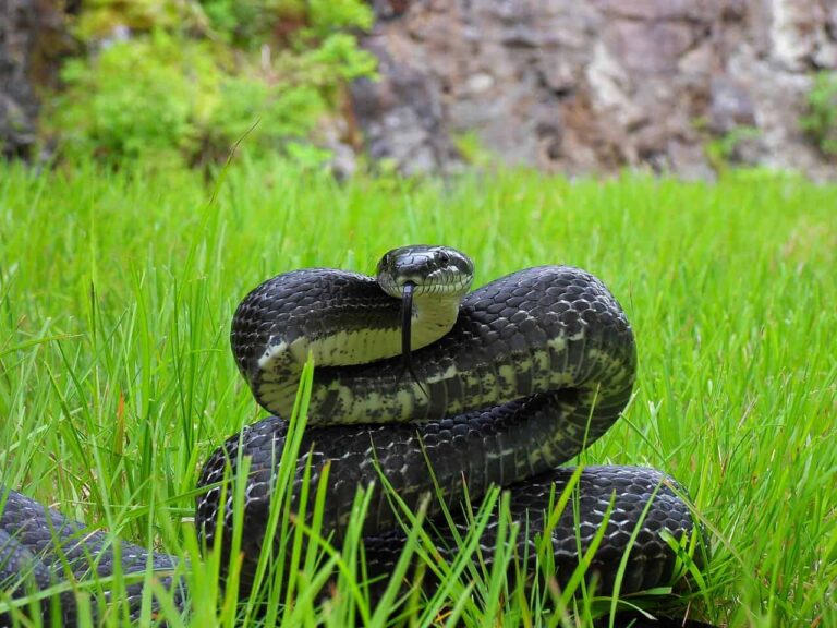 The Longest 10 US Snakes (By Record Length) - Snake Radar