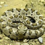 crotalus enyo baja california rattlesnake