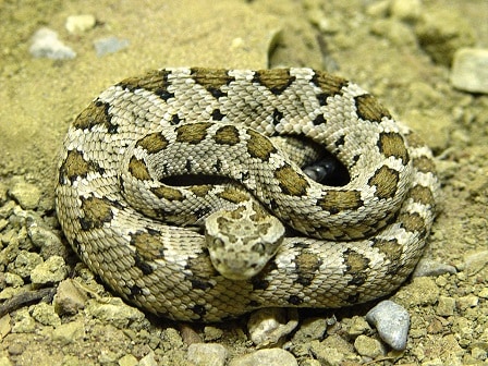 crotalus enyo baja california rattlesnake