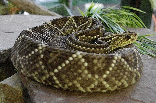 crotalus tzabcan (Yucatan Neotropical Rattlesnake)