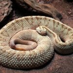crotalus-tzabcan-Yucatan-Neotropical-Rattlesnak