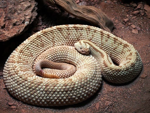 crotalus-tzabcan-Yucatan-Neotropical-Rattlesnak