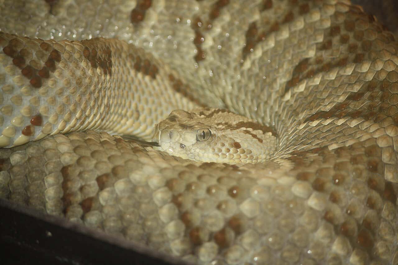 crotalus tzabcan Yucatan Neotropical Rattlesnake