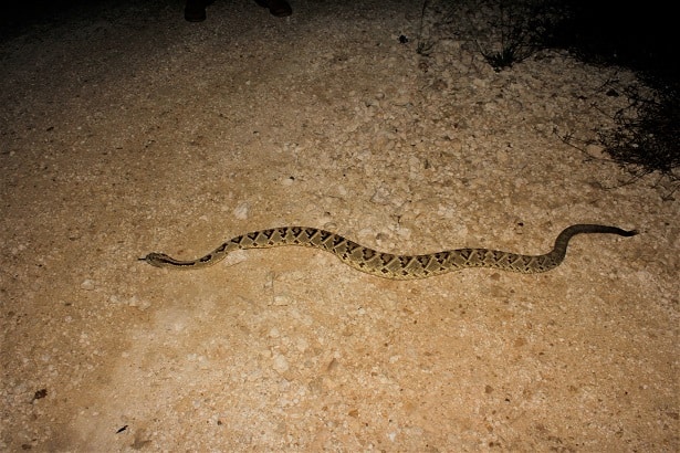 crotalus tzabcan rattlesnake nocturnal