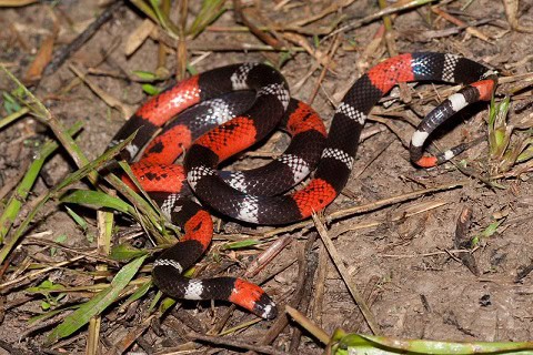 ribbon coral snake micrurus lemniscatus brazil