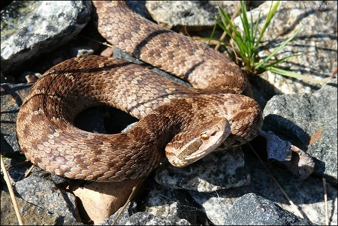 siberian pitviper gloydius halys